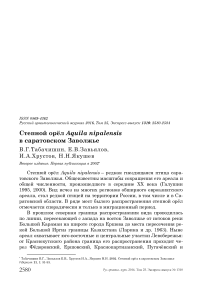 Степной орёл Aquila nipalensis в Саратовском Заволжье