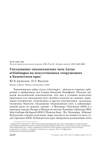 Гнездование тихоокеанских чаек Larus schistisagus на искусственных сооружениях в Камчатском крае