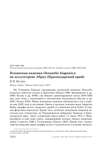 Испанская каменка Oеnanthe hispanica на полуострове Абрау (Краснодарский край)