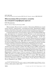 Шилоклювка Recurvirostra avosetta на северной периферии ареала