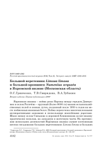 Большой веретенник Limosa limosa и большой кроншнеп Numenius arquata в Яхромской низине (Московская область)