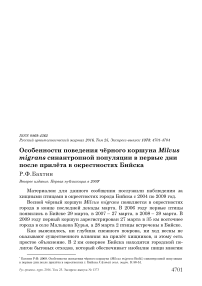 Особенности поведения чёрного коршуна Milvus migrans синантропной популяции в первые дни после прилёта в окрестностях Бийска