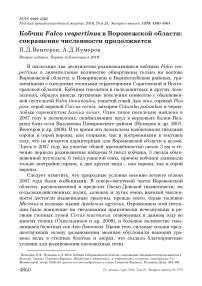 Кобчик Falco vespertinus в Воронежской области: сокращение численности продолжается