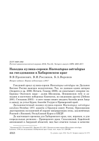 Находка кулика-сороки Haematopus ostralegus на гнездовании в Хабаровском крае