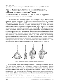 Ремез Remiz pendulinus у озера Юлемисте, в Мякса и в окрестностях Тарту