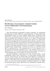 Необычное гнездование озёрной чайки Larus ridibundus в Калининграде