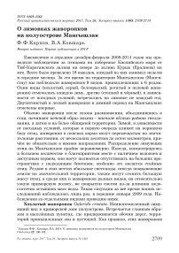 О зимовках жаворонков на полуострове Мангышлак