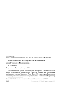 О тонкоклювом жаворонке Calandrella acutirostris в Казахстане