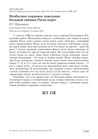 Необычное поведение кормления большой синицы Парус