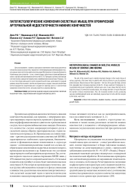 Патогистологические изменения скелетных мышц при хронической артериальной недостаточности нижних конечностей
