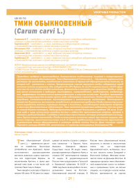 Тмин обыкновенный (Carum carvi L.)