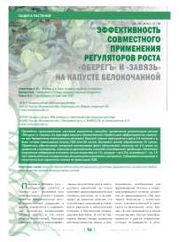 Эффективность совместного применения регуляторов роста "Оберегъ" и "Завязь" на капусте белокочанной