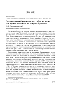 Колонии гусеобразных около гнёзд полярных сов Nyctea scandiaca на острове Врангеля