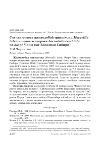 Случаи отлова желтолобой трясогузки Motacilla lutea и певчего сверчка Locustella certhiola на озере Чаны (юг Западной Сибири)