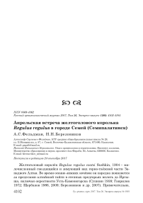 Апрельская встреча желтоголового королька Regulus regulus в городе Семей (Семипалатинск)