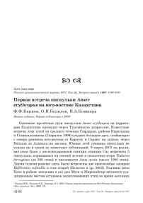 Первая встреча пискульки Anser erythropus на юго-востоке Казахстана