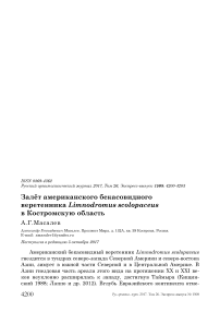 Залёт американского бекасовидного веретенника Limnodromus scolopaceus в Костромскую область