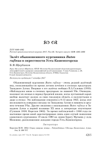 Залёт обыкновенного курганника Buteo rufinus в окрестности Усть-Каменогорска