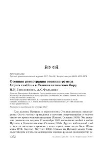 Осенняя регистрация овсянки-ремеза Ocyris rusticus в Семипалатинском бору