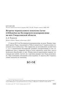 Встреча черноголового хохотуна Larus ichthyaetus на Белоярском водохранилище на юге Свердловской области