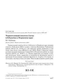 Черноголовый хохотун Larus ichthyaetus в Пермском крае