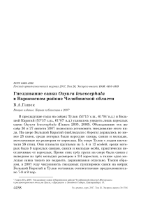 Гнездование савки Oxyura leucocephala в Варненском районе Челябинской области