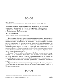 Шилоклювка Recurvirostra avosetta, пеганка Tadorna tadorna и огарь Tadorna ferruginea у Тюмени и Тобольска