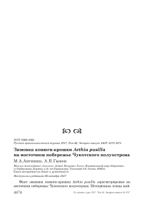 Зимовка конюги-крошки Aethia pusilla на восточном побережье Чукотского полуострова