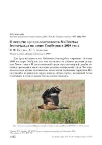 О встрече орлана-долгохвоста Haliaeetus leucoryphus на озере Сорбулак в 2008 году