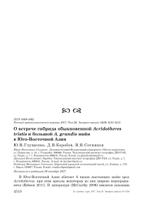 О встрече гибрида обыкновенной Acridotheres tristis и большой A. grandis майн в Юго-Восточной Азии