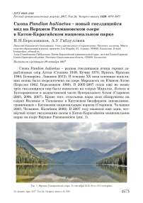 Скопа Pandion haliaetus - новый гнездящийся вид на Верхнем Рахмановском озере в Катон-Карагайском национальном парке