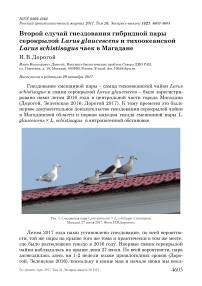 Второй случай гнездования гибридной пары серокрылой Larus glaucescens и тихоокеанской Larus schistisagus чаек в Магадане