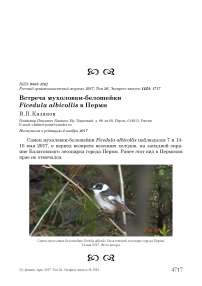 Встреча мухоловки-белошейки Ficedula albicollis в Перми