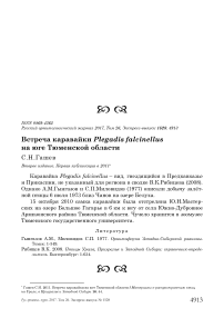 Встреча каравайки Plegadis falcinellus на юге Тюменской области