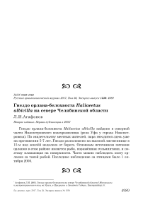 Гнездо орлана-белохвоста Haliaeetus albicilla на севере Челябинской области