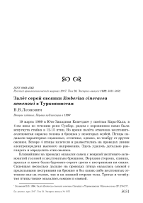 Залёт серой овсянки Emberiza cineracea semenowi в Туркменистан