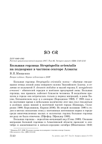 Большая горлица Streptopelia orientalis на подкормке в частном секторе Алматы