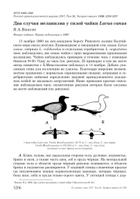 Два случая меланизма у сизой чайки Larus canus
