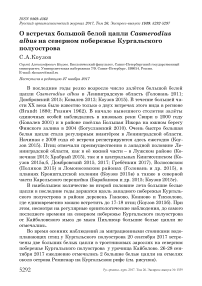 О встречах большой белой цапли Casmerodius albus на северном побережье Кургальского полуострова