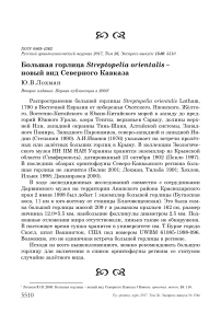 Большая горлица Streptopelia orientalis - новый вид Северного Кавказа
