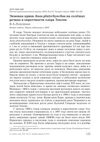 Зимовка крякв Anas platyrhynchos на солёных речках в окрестности озера Эльтон