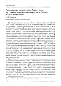 Гнездование сизой чайки Larus canus на трансформированном верховом болоте "Глоданский мох"