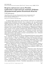 Встреча трёхпалого дятла Picoides tridactylus в окрестностях деревни Дубровы (Новоржевский район Псковской области)