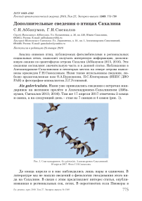 Дополнительные сведения о птицах Сахалина