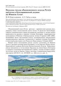 Находка гнезда обыкновенного осоеда Pernis apivorus в Бухтарминской долине на Южном Алтае