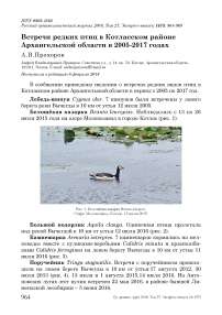 Встречи редких птиц в Котласском районе Архангельской области в 2005-2017 годах