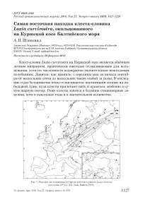 Самая восточная находка клеста-еловика Loxia curvirostra, окольцованного на Куршской косе Балтийского моря