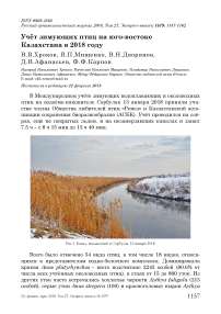 Учёт зимующих птиц на юго-востоке Казахстана в 2018 году