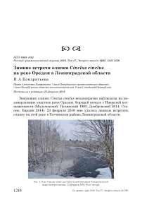 Зимние встречи оляпки Cinclus cinclus на реке Оредеж в Ленинградской области