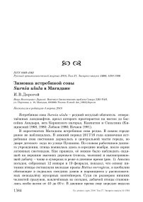 Зимовка ястребиной совы Surnia ulula в Магадане